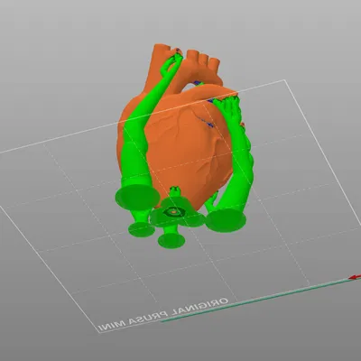 Trái tim giải phẫu 3D với cấu trúc rắn