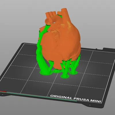 Trái tim giải phẫu 3D với cấu trúc rắn