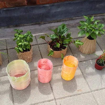 Kết cấu cây bạch dương thực tế cho chao đèn 3D