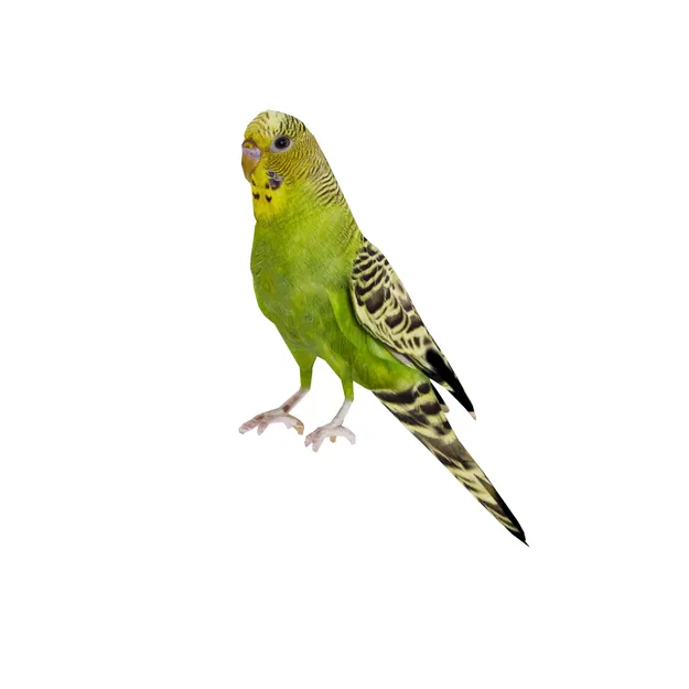 Mô hình 3D chim vẹt yêu thích sống động - Image 2