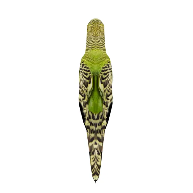 Mô hình 3D chim vẹt yêu thích sống động - Image 6