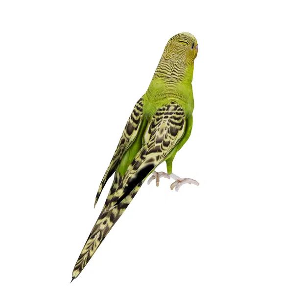 Mô hình 3D chim vẹt yêu thích sống động - Image 10