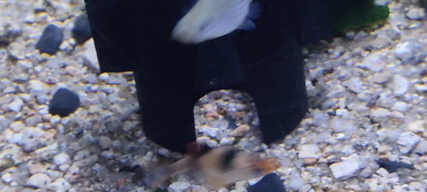 Nhà của Squidward cho bể cá cảnh - Image 5