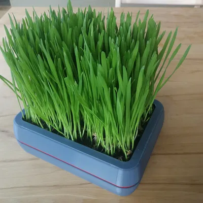 Chậu trồng cỏ cho mèo với thiết kế hình chữ nhật