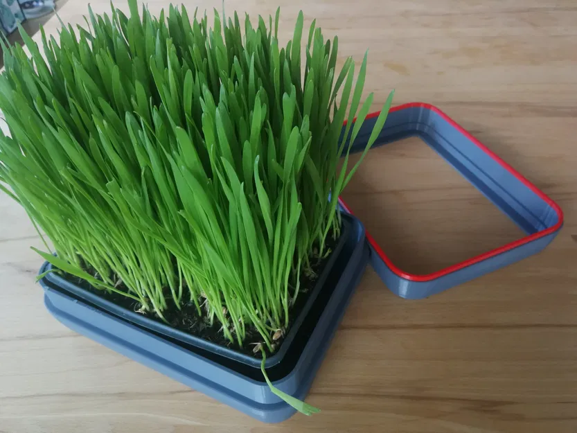 Chậu trồng cỏ cho mèo với thiết kế hình chữ nhật - Image 4