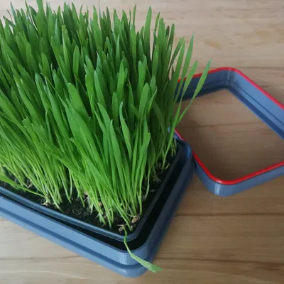 Chậu trồng cỏ cho mèo với thiết kế hình chữ nhật