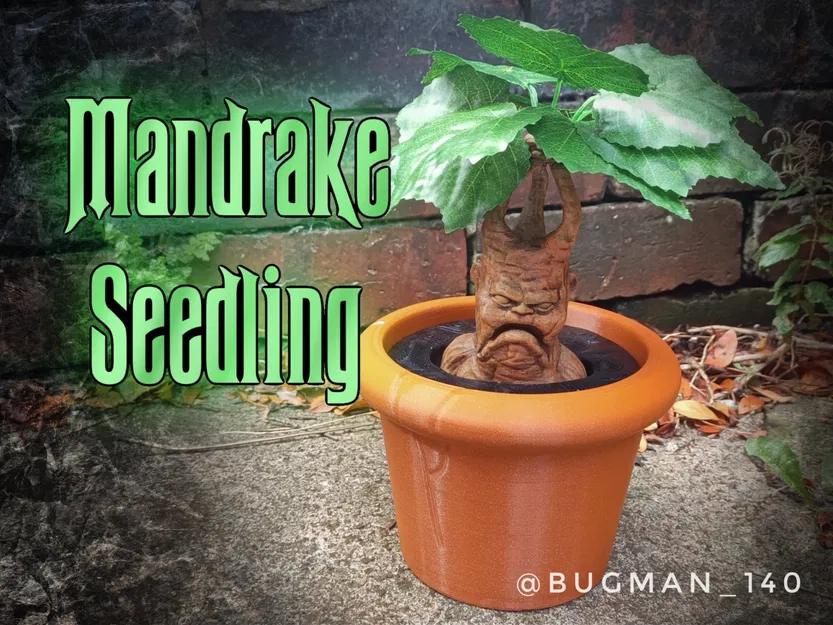 Cây giống Mandrake trong chậu cho bộ sưu tập ma thuật - Image 1