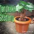 Cây giống Mandrake trong chậu cho bộ sưu tập ma thuật - Thumbnail 1