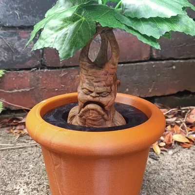 Cây giống Mandrake trong chậu cho bộ sưu tập ma thuật