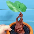 Cây giống Mandrake trong chậu cho bộ sưu tập ma thuật - Thumbnail 3
