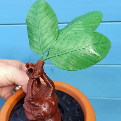 Cây giống Mandrake trong chậu cho bộ sưu tập ma thuật