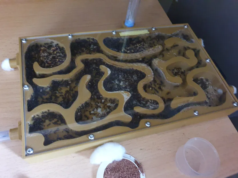 Hộp kiến hình chữ nhật XL cho đàn kiến Messor barbarus - Image 2