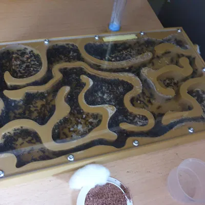 Hộp kiến hình chữ nhật XL cho đàn kiến Messor barbarus