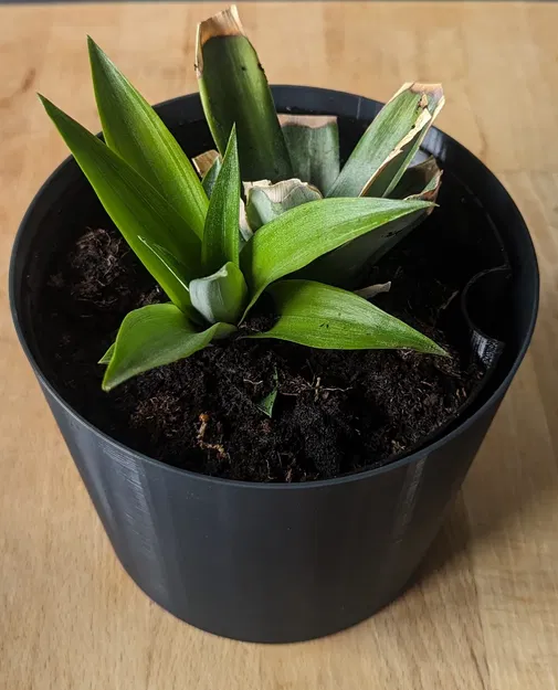 Chậu cây tròn đơn giản cho không gian sống - Image 1