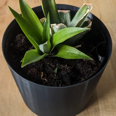 Chậu cây tròn đơn giản cho không gian sống