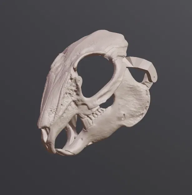 Mặt nạ sọ thỏ phong cách RISD Nature Lab - Image 1