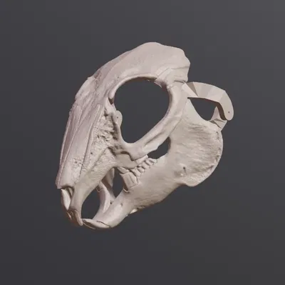 Mặt nạ sọ thỏ phong cách RISD Nature Lab