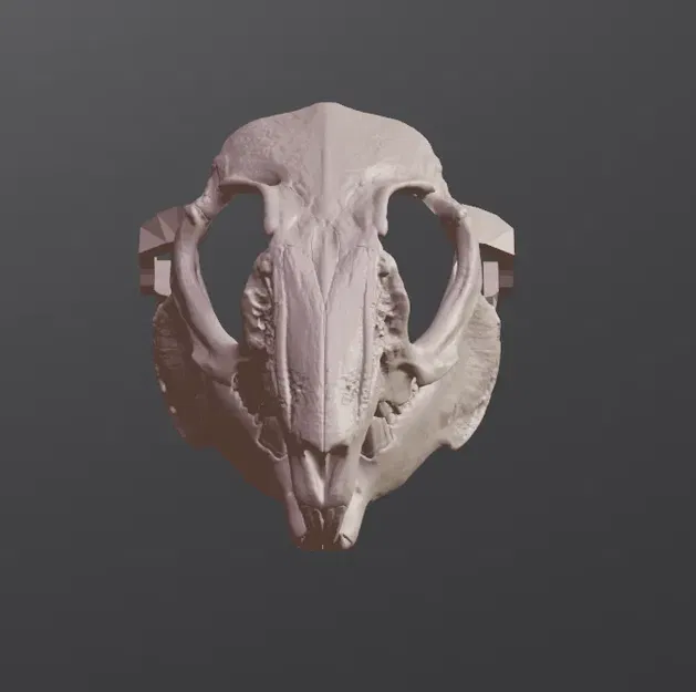 Mặt nạ sọ thỏ phong cách RISD Nature Lab - Image 2