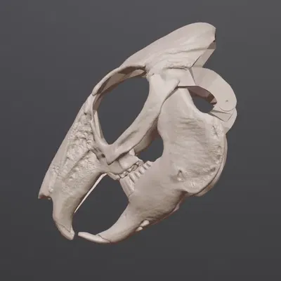 Mặt nạ sọ thỏ phong cách RISD Nature Lab