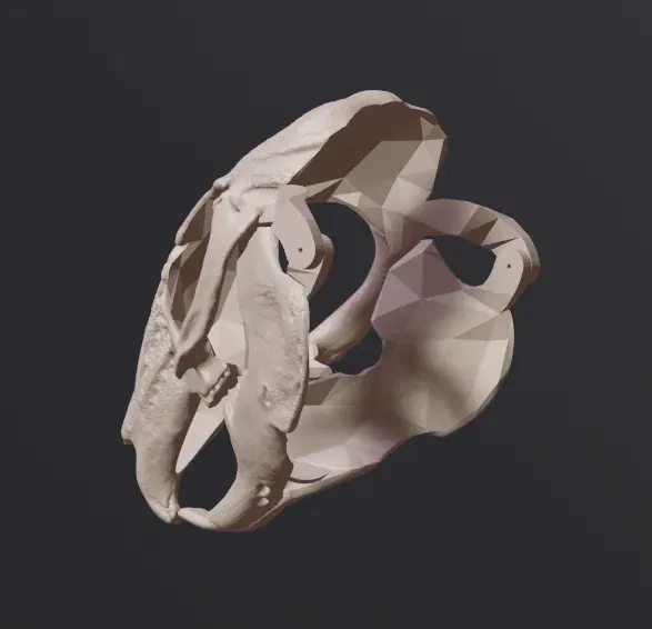 Mặt nạ sọ thỏ phong cách RISD Nature Lab - Image 6