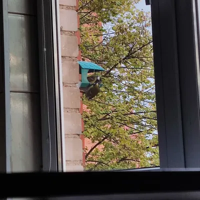 Máy cho chim ăn đơn giản gắn tường hoặc trên thanh