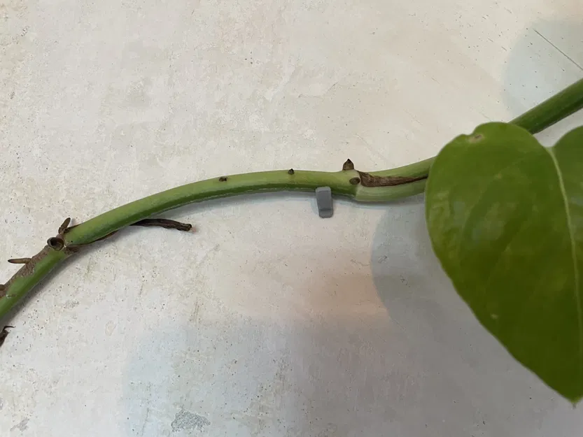 Kẹp treo cây nhỏ cho tường - Image 1