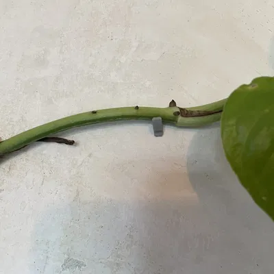 Kẹp treo cây nhỏ cho tường