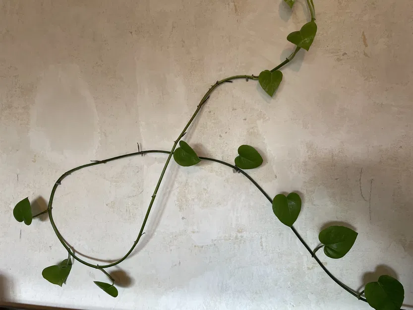 Kẹp treo cây nhỏ cho tường - Image 2