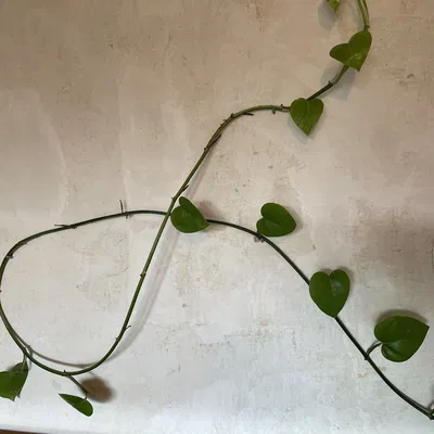 Kẹp treo cây nhỏ cho tường