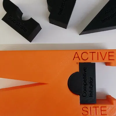 Mô hình minh họa sự ức chế hành động của enzyme