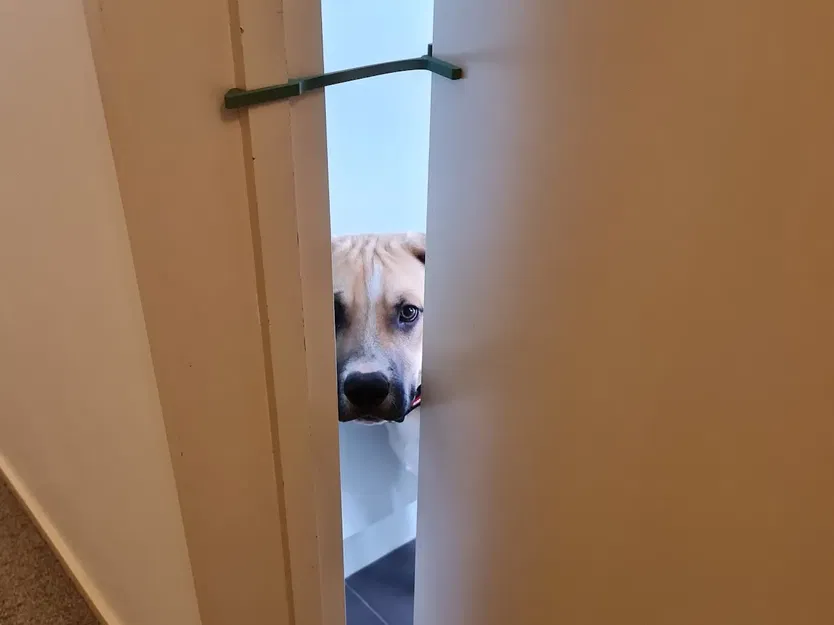 Cái chặn cửa giữ cửa mở một khe cho mèo di chuyển - Image 3