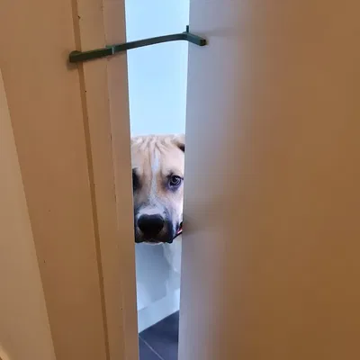 Cái chặn cửa giữ cửa mở một khe cho mèo di chuyển