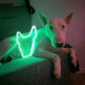 Đèn neon hình Bull Terrier - Thumbnail 2