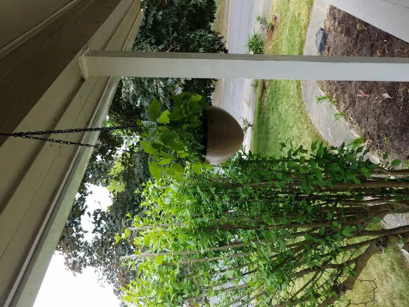 Chậu treo có bể chứa nước chống tràn - Image 5