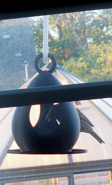 Máng ăn cho chim in dễ dàng và bền đẹp - Image 2