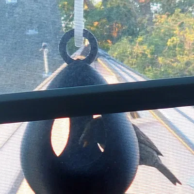 Máng ăn cho chim in dễ dàng và bền đẹp