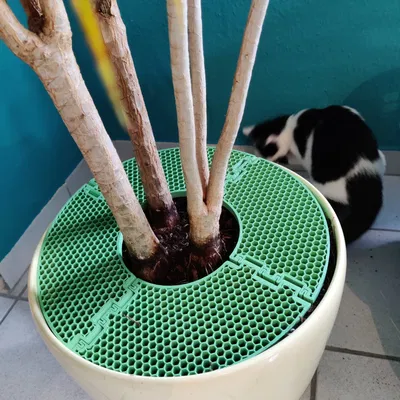 Thiết bị chống đào bới cho mèo bảo vệ cây trồng