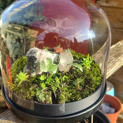 Terrarium nhỏ từ kính dome IKEA và hũ Nutella