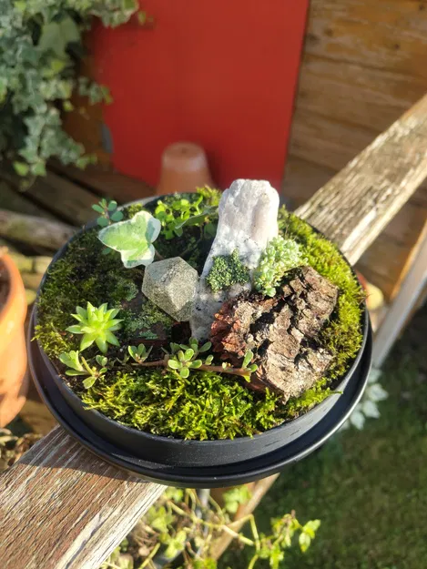 Terrarium nhỏ từ kính dome IKEA và hũ Nutella - Image 4