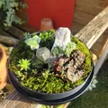 Terrarium nhỏ từ kính dome IKEA và hũ Nutella - Thumbnail 4