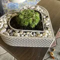 Chậu cây hình trái tim cho cây succulent - Thumbnail 1