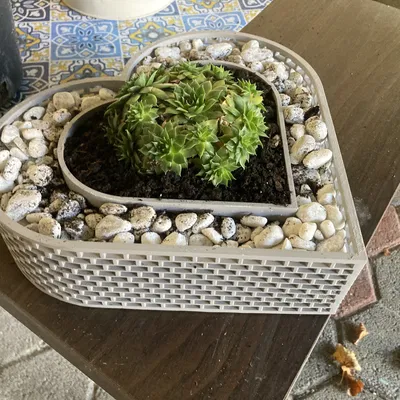 Chậu cây hình trái tim cho cây succulent