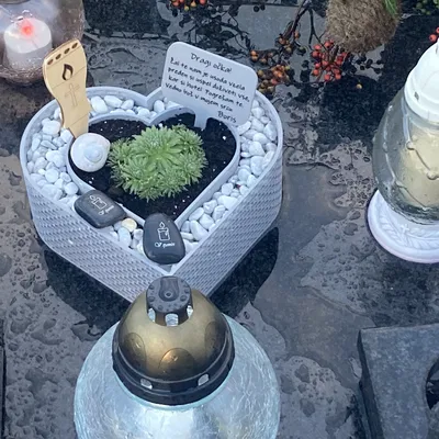 Chậu cây hình trái tim cho cây succulent