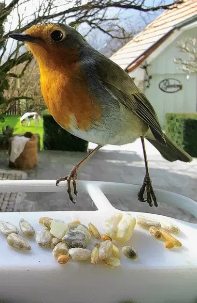 Lồng Chim Bird Buddy - Image 2