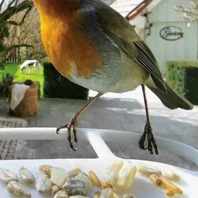 Lồng Chim Bird Buddy