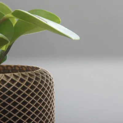 Chậu Cây Hình Học 1