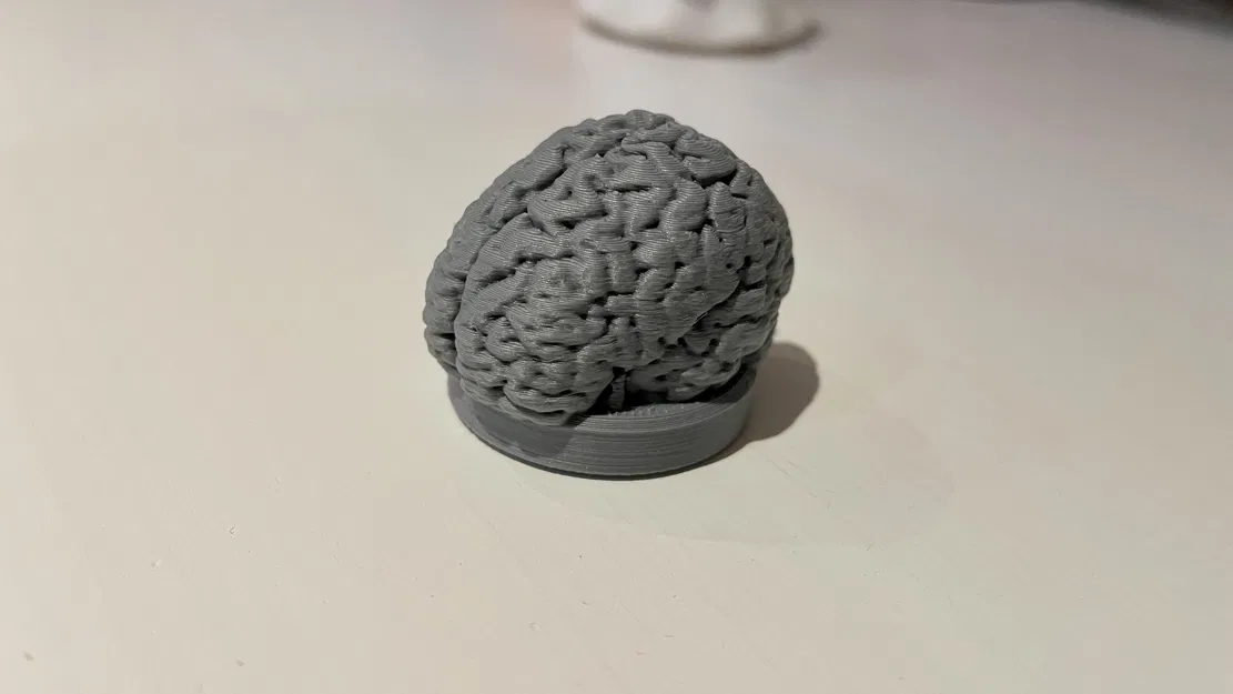 Nam Châm Hình Bộ Não / Brain Magnet - Image 1