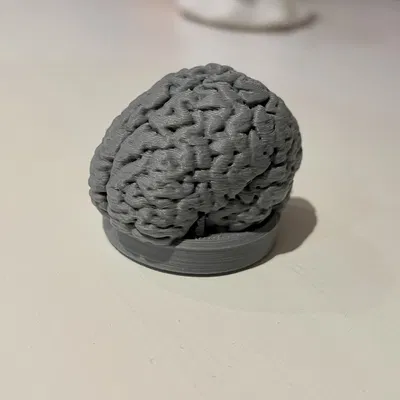 Nam Châm Hình Bộ Não / Brain Magnet