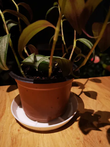 AquaGuard Custom Saucer: Đế Chậu Cây Tự Tạo Tối Ưu Nhất - Image 2