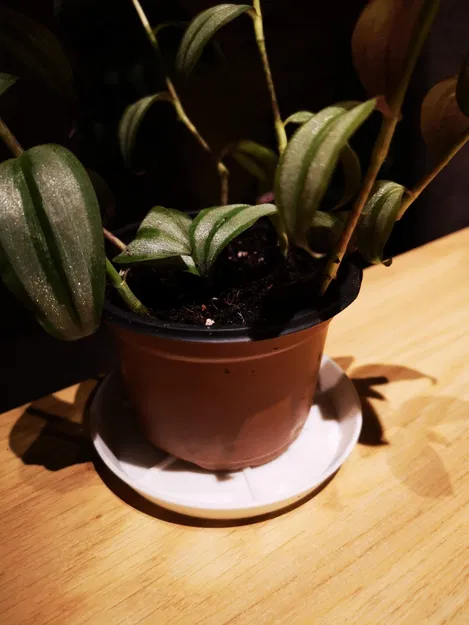 AquaGuard Custom Saucer: Đế Chậu Cây Tự Tạo Tối Ưu Nhất - Image 3